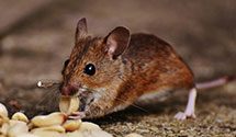 24 Hour & Emergency Exterminators in Department Of Gas & Water, CA